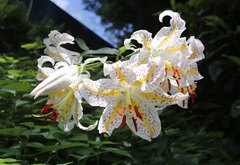 Lilium auratum