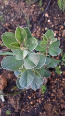 Podalyria sericea