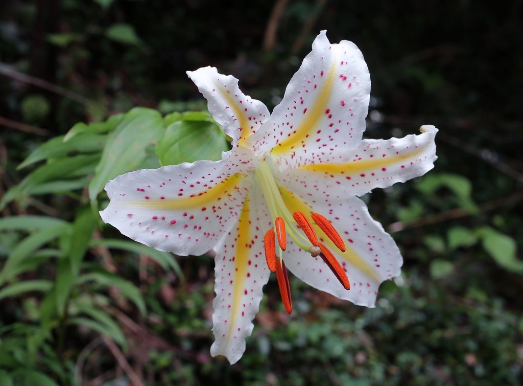 golden-rayed lily from 日本、静岡県浜松市天竜区 on July 16, 2020 at 04:21 AM by 空猫 ...