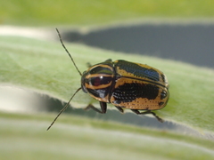 Cryptocephalus castaneus