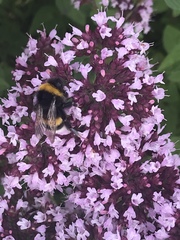 Bombus