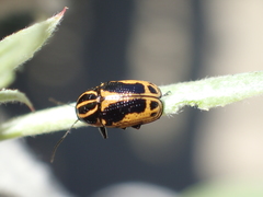 Cryptocephalus castaneus