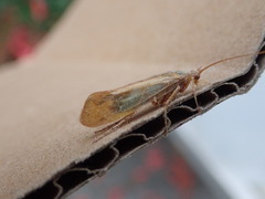 Limnephilus flavicornis