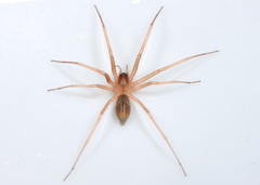 Cithaeron praedonius