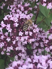 Apis mellifera