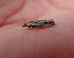 Eucosma cana