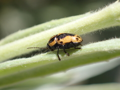 Cryptocephalus castaneus