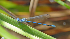 Argia anceps