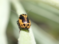 Cryptocephalus castaneus