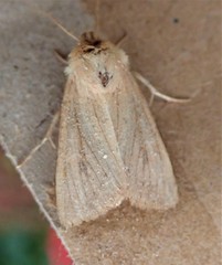 Denticucullus pygmina