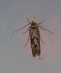 Blastobasis adustella