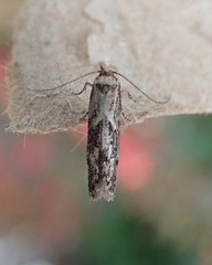 Blastobasis adustella