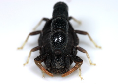Orthochirus scrobiculosus negebensis