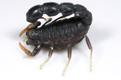 Orthochirus scrobiculosus negebensis