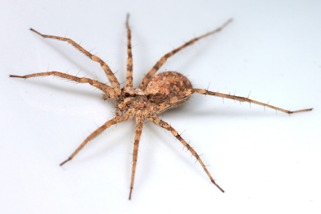Evippa praelongipes