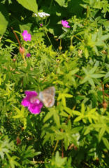 Polyommatus icarus