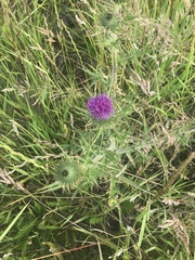 Cirsium vulgare