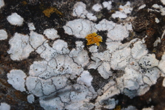 Dufourea