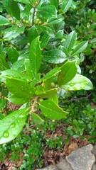 Aquifoliaceae
