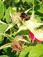 Bombus