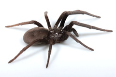Sahastata