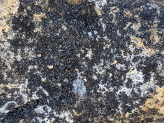 Phaeophyscia sciastra