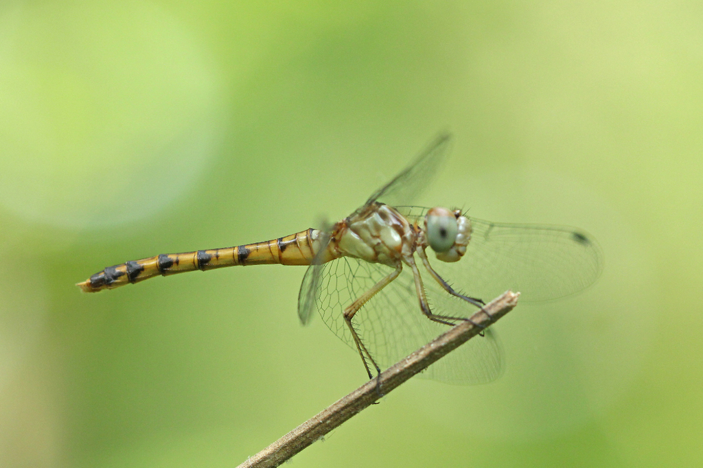Blue-faced Meadowhawk