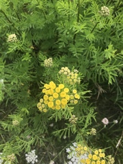 Tanacetum vulgare