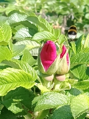Bombus