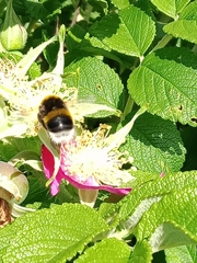 Bombus