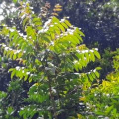 Toxicodendron striatum