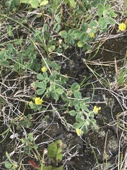 Medicago lupulina