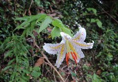 Lilium auratum