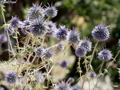 Echinops gaillardotii