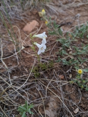 Penstemon laricifolius