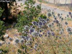 Echinops gaillardotii