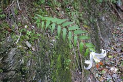 Lilium auratum