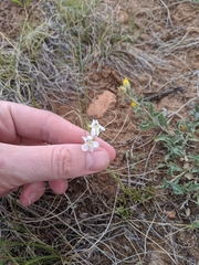 Penstemon laricifolius