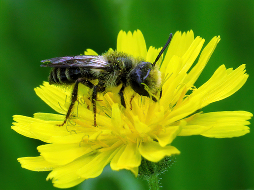 Grey-banded Mining Bee, Bellingwedde, Groningen, Netherlands, photo 2 of 10