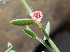 Polygonum cedrorum