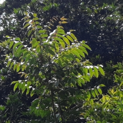 Toxicodendron striatum