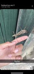 Decticus albifrons