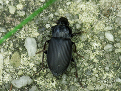 Anisodactylus binotatus