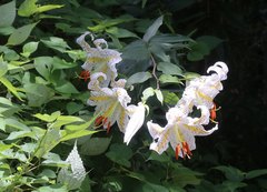 Lilium auratum