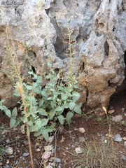 Scrophularia libanotica