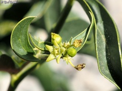 Vincetoxicum dionysiense