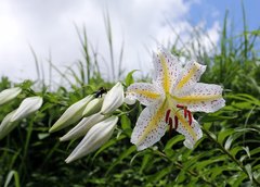 Lilium auratum