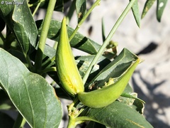 Vincetoxicum dionysiense