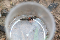 Gauropterus fulgidus