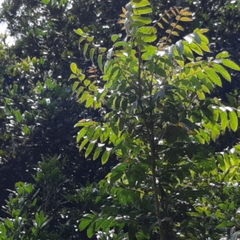 Toxicodendron striatum